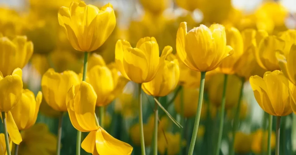 43 Spritely Spring Greetings Any Business Can Use (+Tips & Creative Word List!)